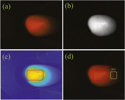 Diffuse Imaging Approach for Universal Noninvasive Blood Glucose Measurements